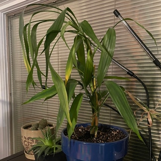Lucky Bamboo plant in Milwaukee, Wisconsin