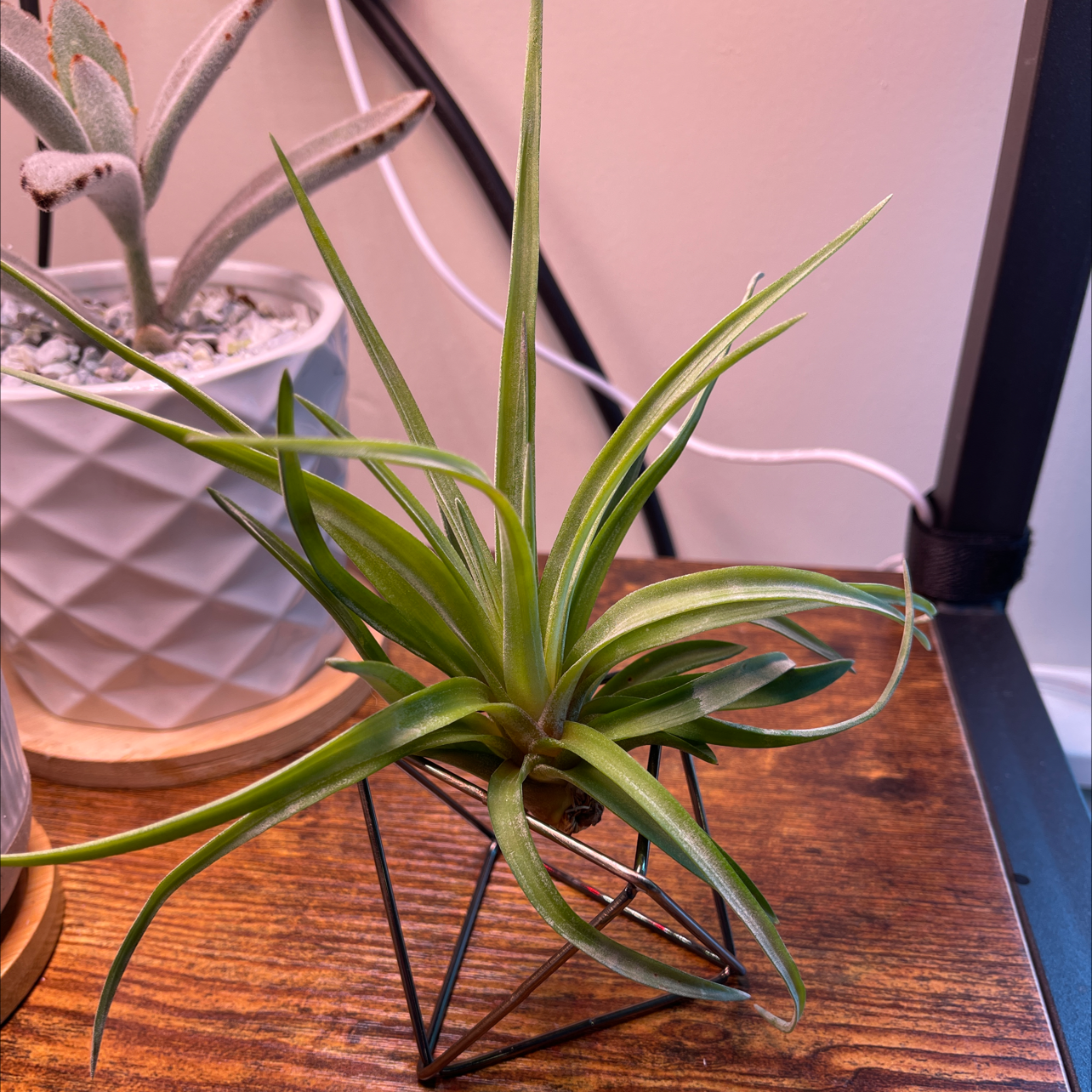 Tillandsia velutina plant in a geometric holder on a wooden surface with another plant in the background.