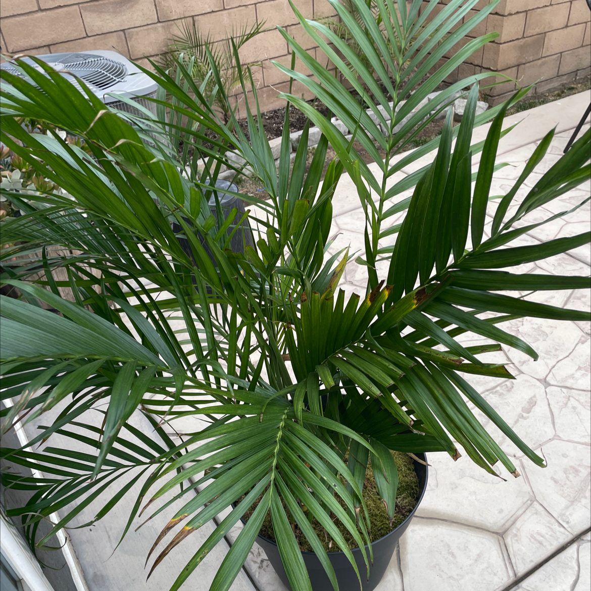 Canary Island Date Palm in a pot on a patio, healthy green leaves.