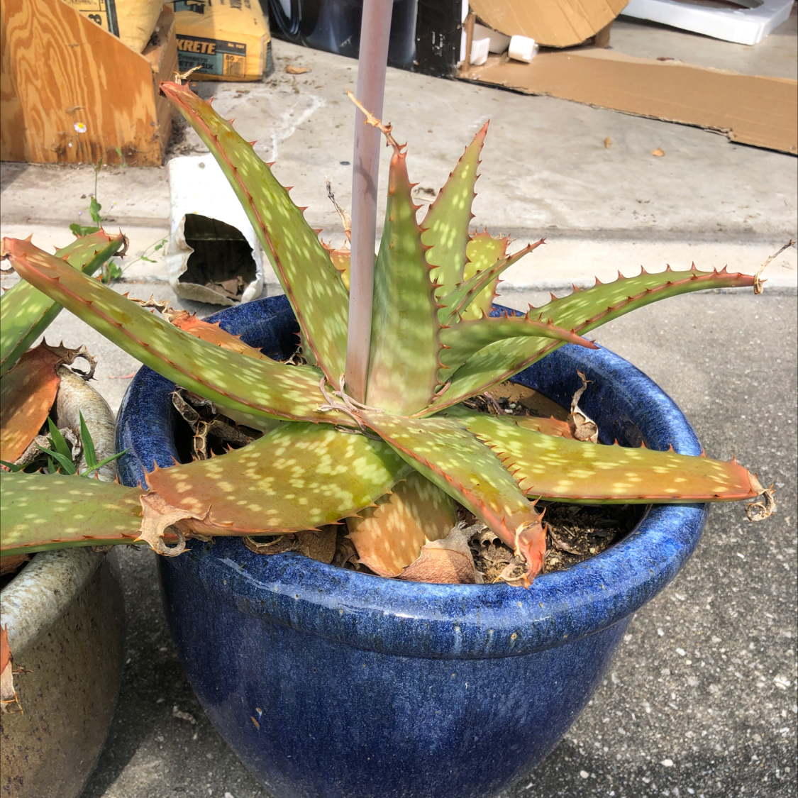 Broad-Leaved Aloe plant in a blue pot with some browning at the leaf tips.