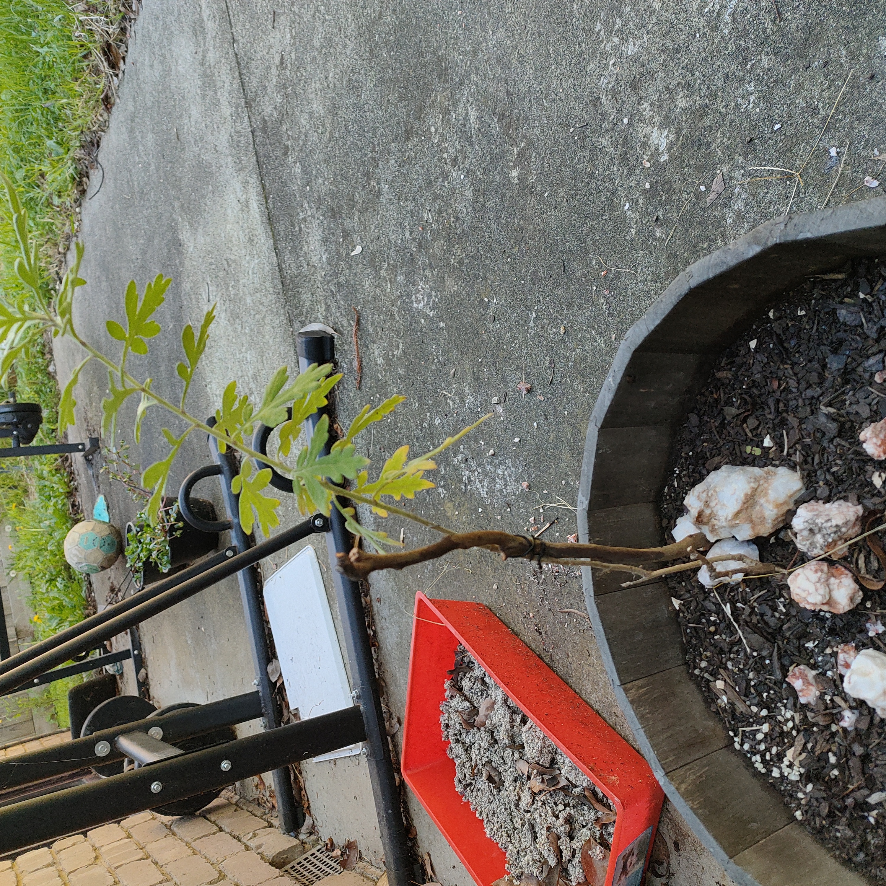 Photo of the plant species Chinese Mugwort by @LemonBoi named Harper on Greg, the plant care app