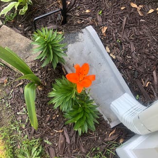 orange lily plant in Somewhere on Earth