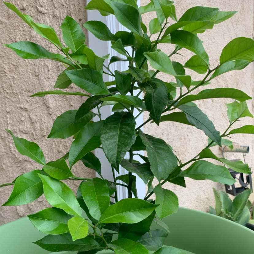 Lemon plant photo by @Rebeccurrrr named Lemonsito on Greg, the plant care app.