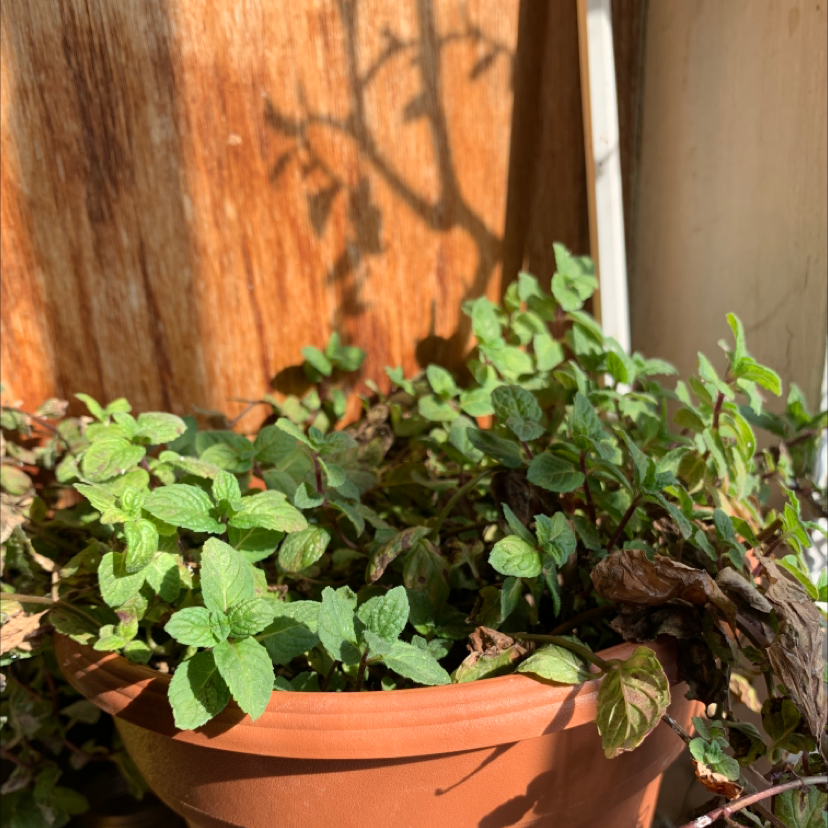 A lush, healthy oregano plant growing in a terracotta pot in front of a wooden background.