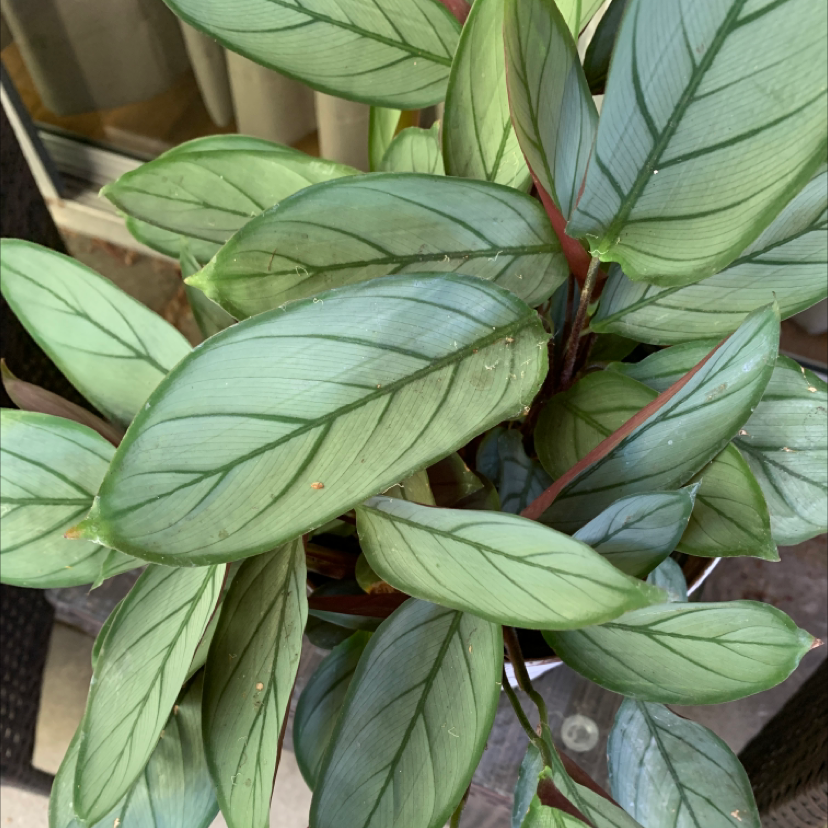 Healthy Never Never Ctenanthe plant with vibrant green leaves and dark green veins.
