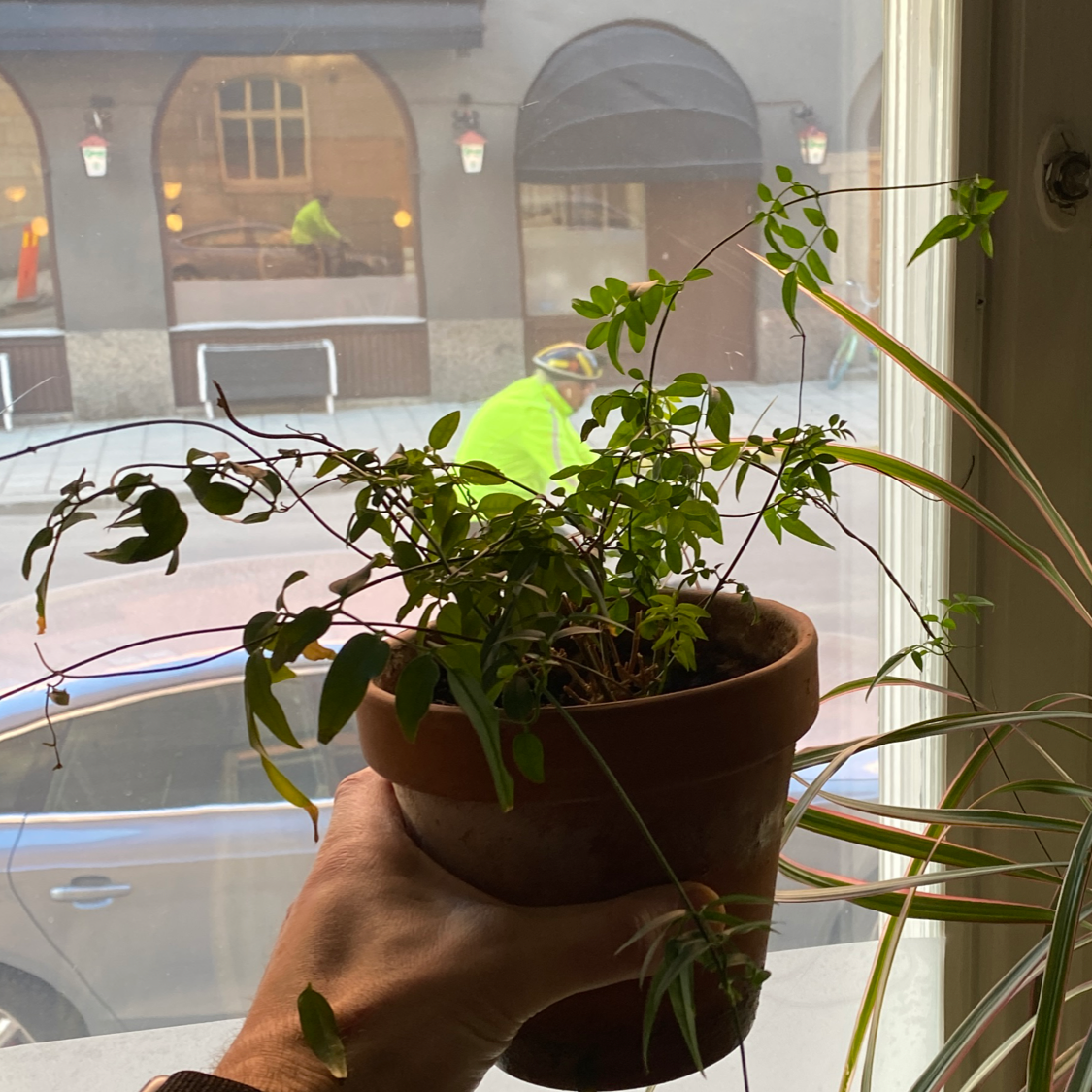 A potted White Jasmine plant being held up to a window with green leaves and no visible health issues.