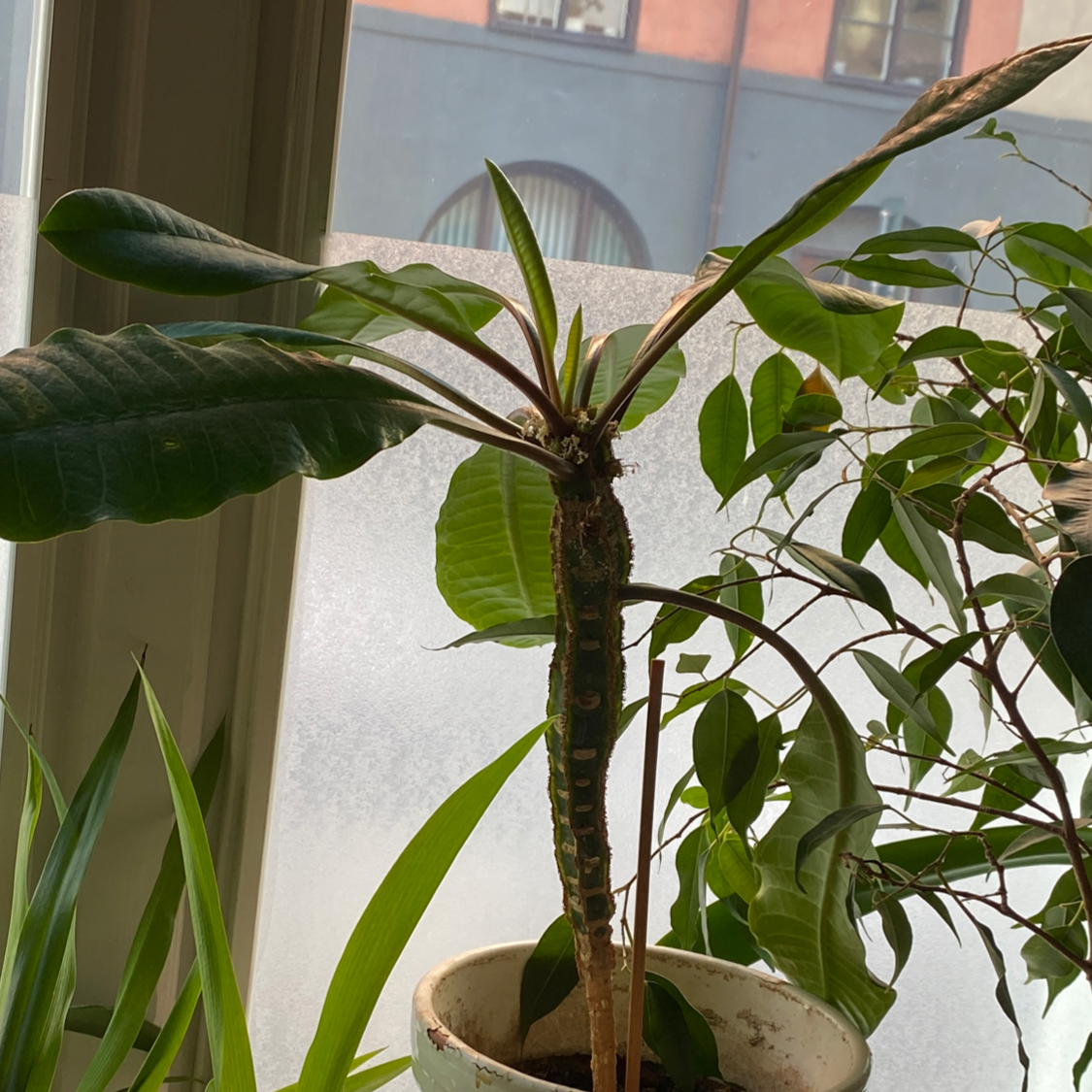 Madagascar Jewel plant in a pot with some leaf discoloration, placed near a window.