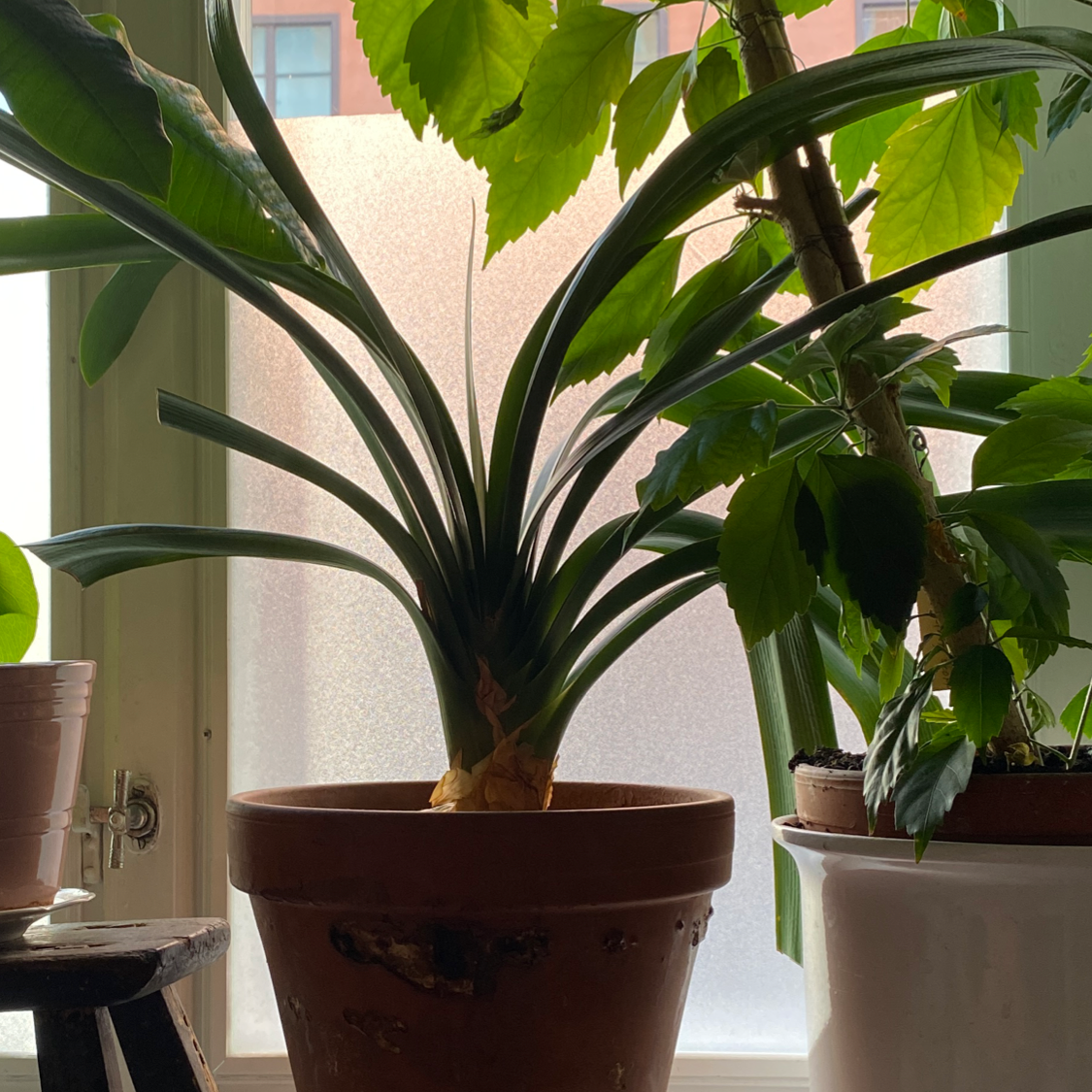 Indoor potted Bush Lily plant with green leaves, other plants and a window in the background.