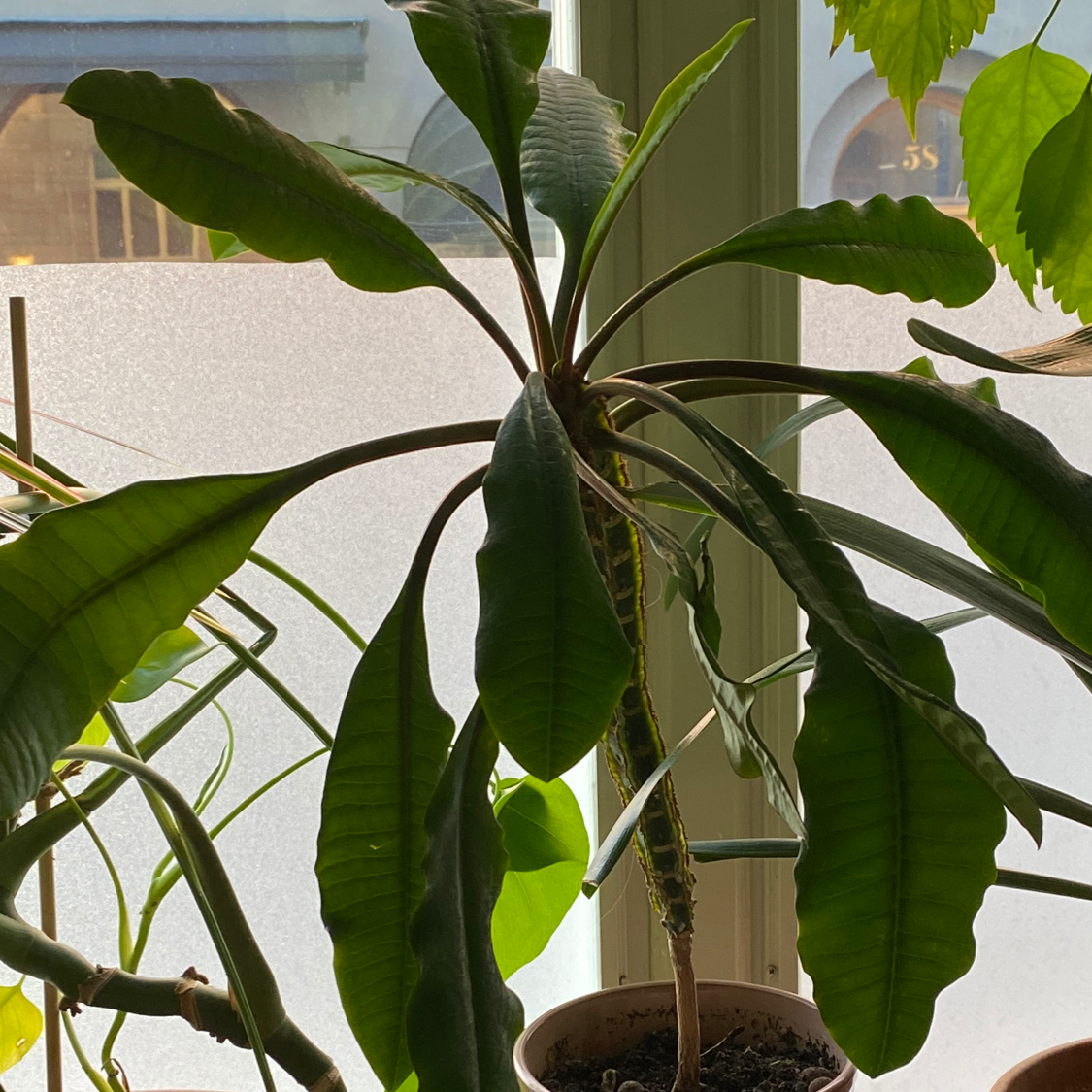 Madagascar Jewel plant with large green leaves near a window, soil visible.