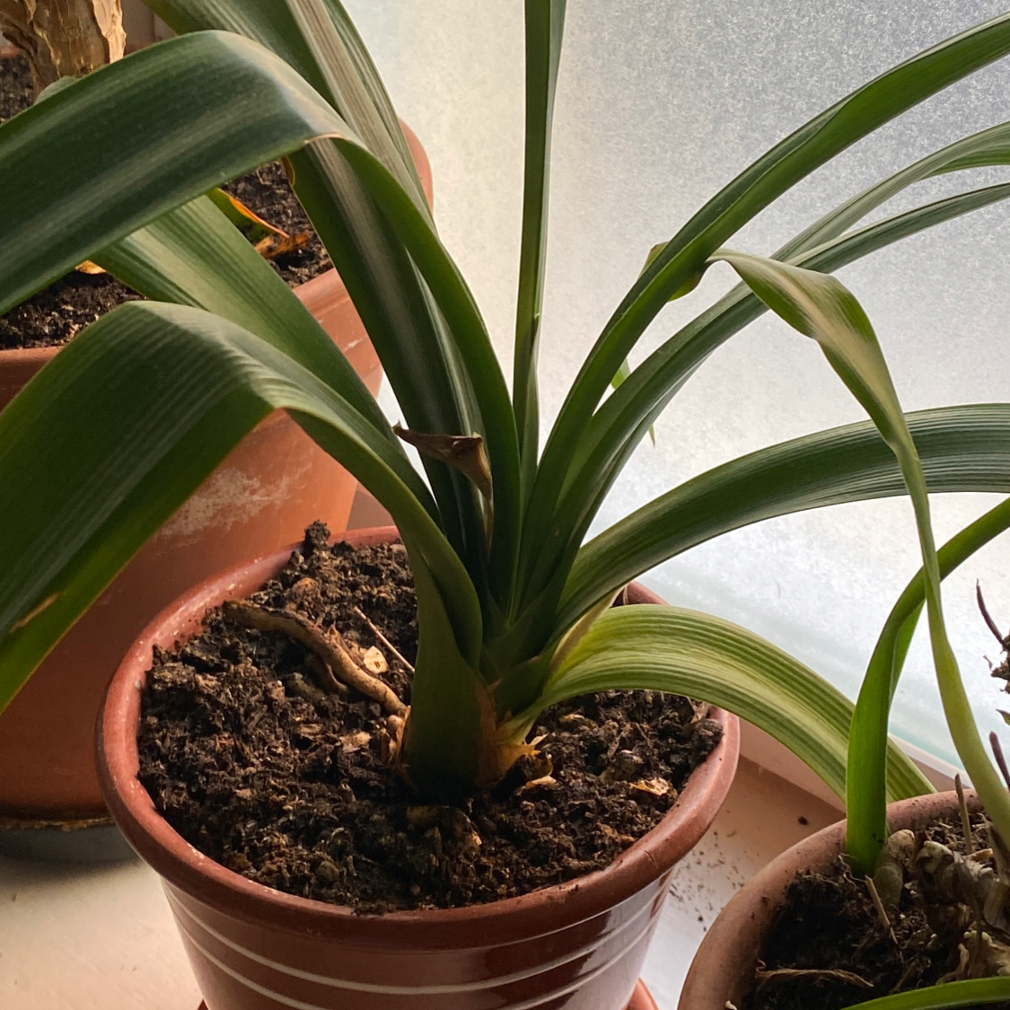Potted Bush Lily plant with green leaves and visible soil.