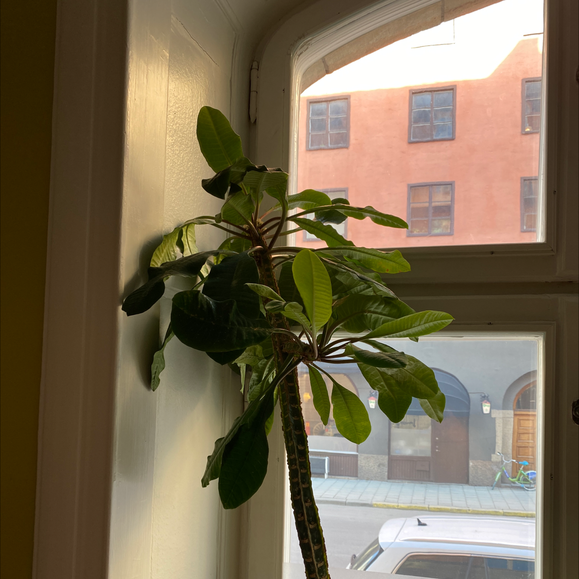 Madagascar Jewel plant near a window with green leaves and no visible signs of disease.