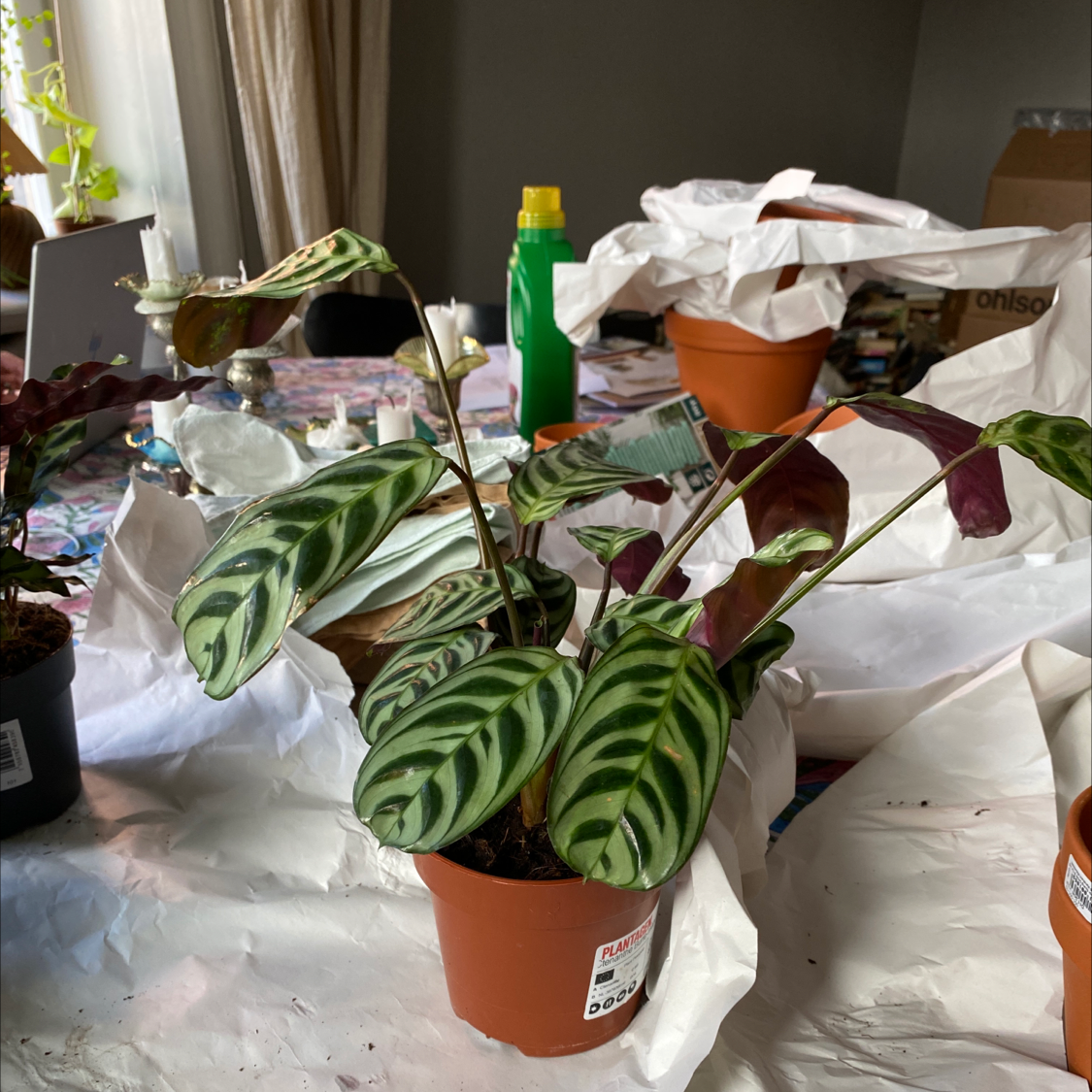 Several healthy Fishbone Prayer Plants with green striped leaves in terracotta pots in a cluttered indoor setting.
