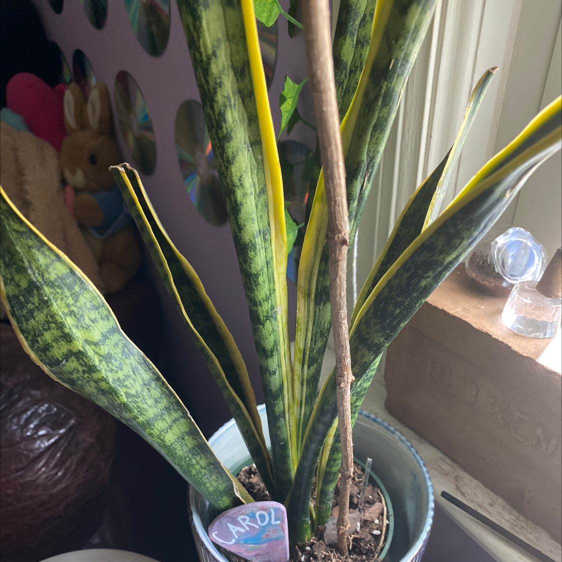 Snake Plant plant photo by @Stella23 named Carol on Greg, the plant care app.