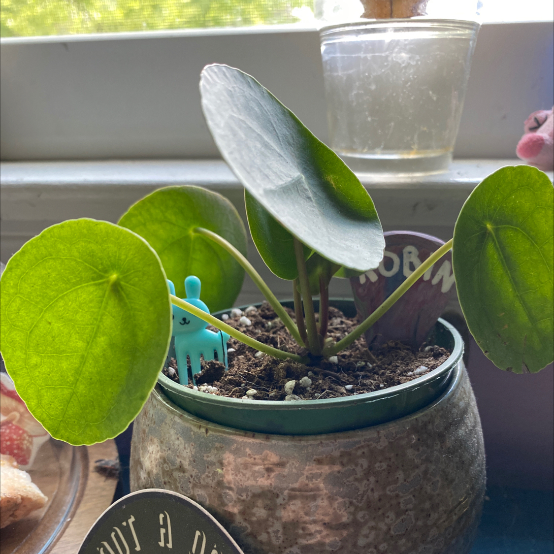 Chinese Money Plant plant photo by @Stella23 named Robin on Greg, the plant care app.