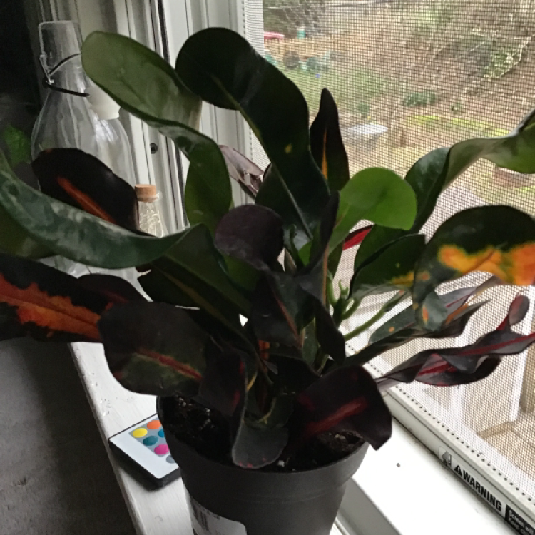 Gold Dust Croton plant photo by @Stella23 named Citrus on Greg, the plant care app.