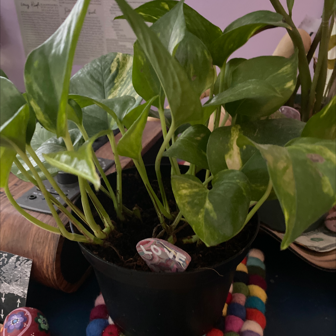 Taro Vine plant photo by @Stella23 named Love on Greg, the plant care app.