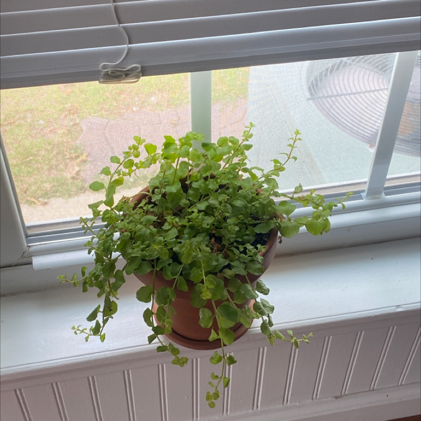 Photo of the plant species Epipremnum aureum 'Goldilocks' by @CrispHoyarosita named rhodes on Greg, the plant care app