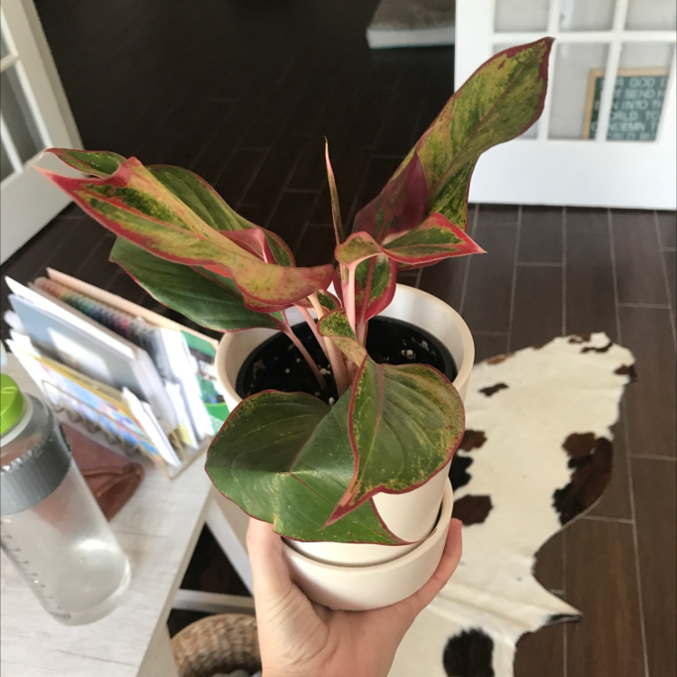 A vibrant Herbst's Bloodleaf plant with red and green variegated leaves held in a person's hand, potted in a small white ceramic pot.