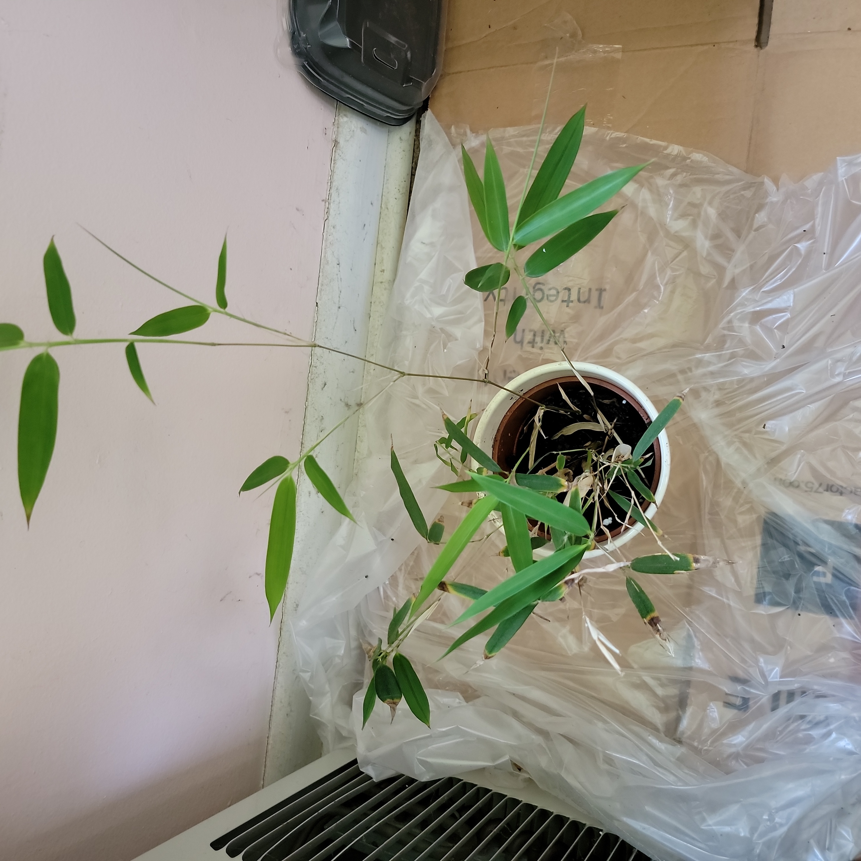 Monk's Belly Bamboo plant in a pot with green leaves, placed on a plastic sheet.