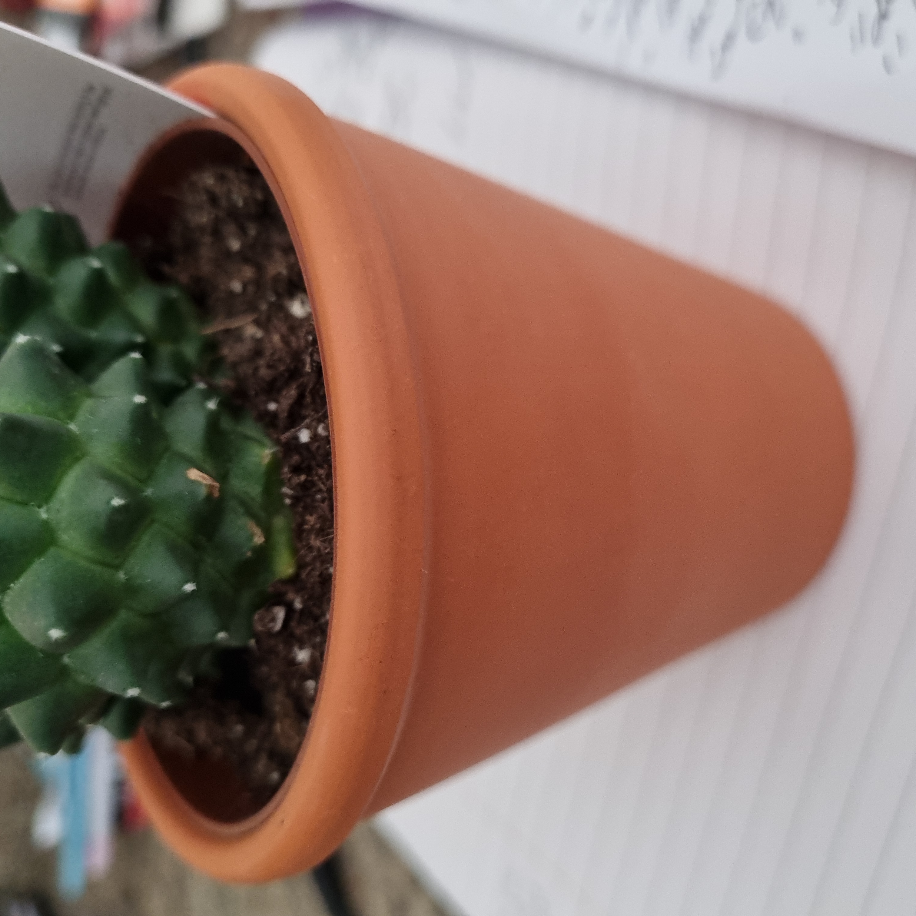 Potted Mammillaria Polythele cactus in a terracotta pot.
