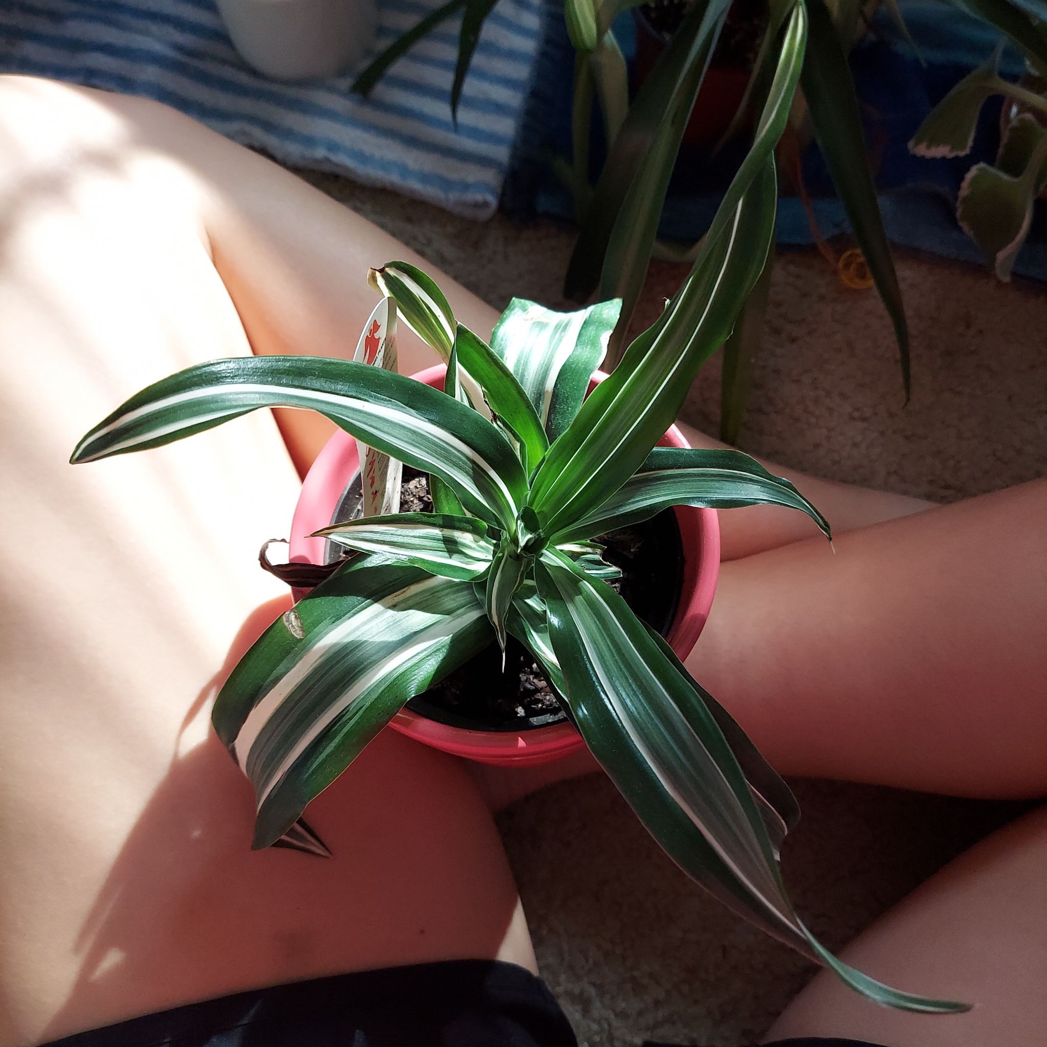 White Jewel Dracaena plant in a pink pot with vibrant green leaves and white stripes.