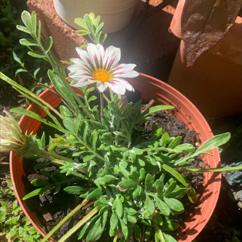 Potted Treasureflower with one bloom and healthy green foliage.