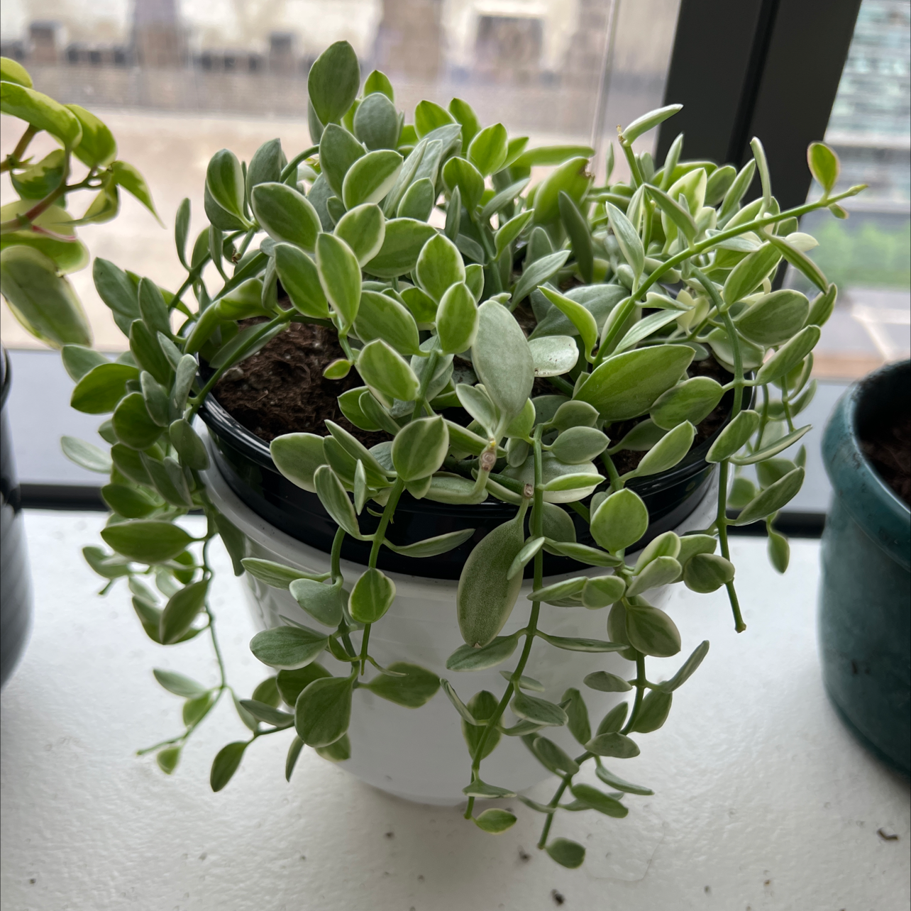 Healthy Dischidia oinatha plant in a white pot with visible soil.