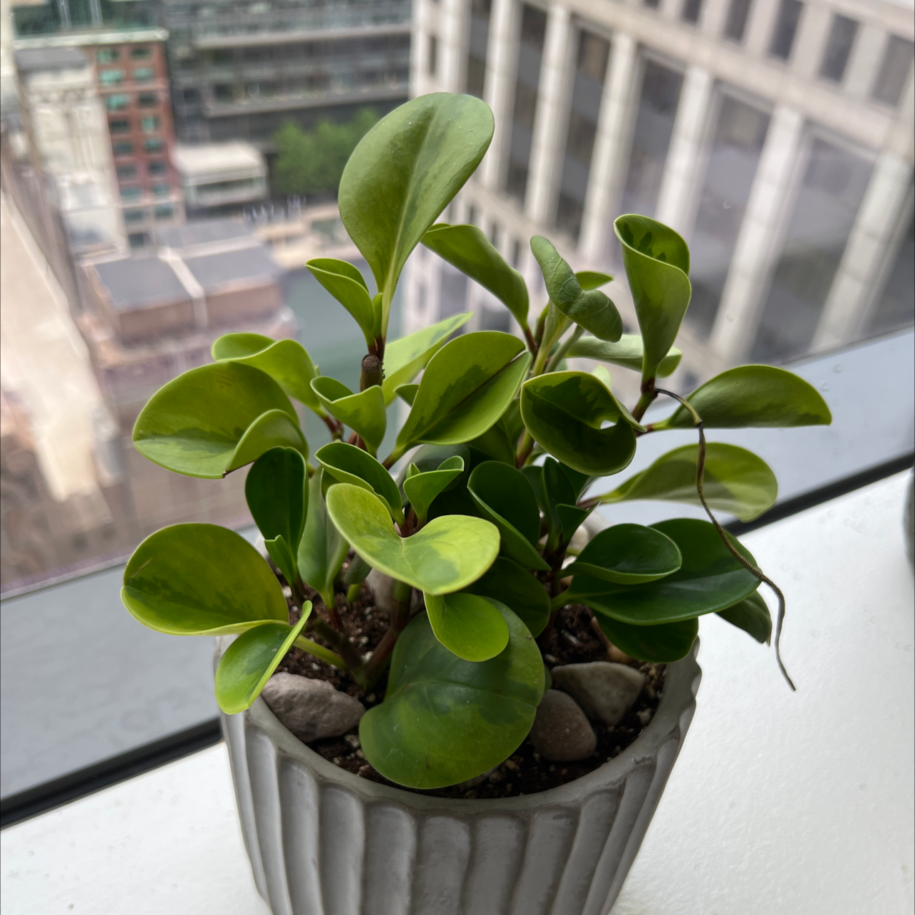 Lemon Lime Peperomia plant in a small pot on a windowsill with vibrant green leaves.