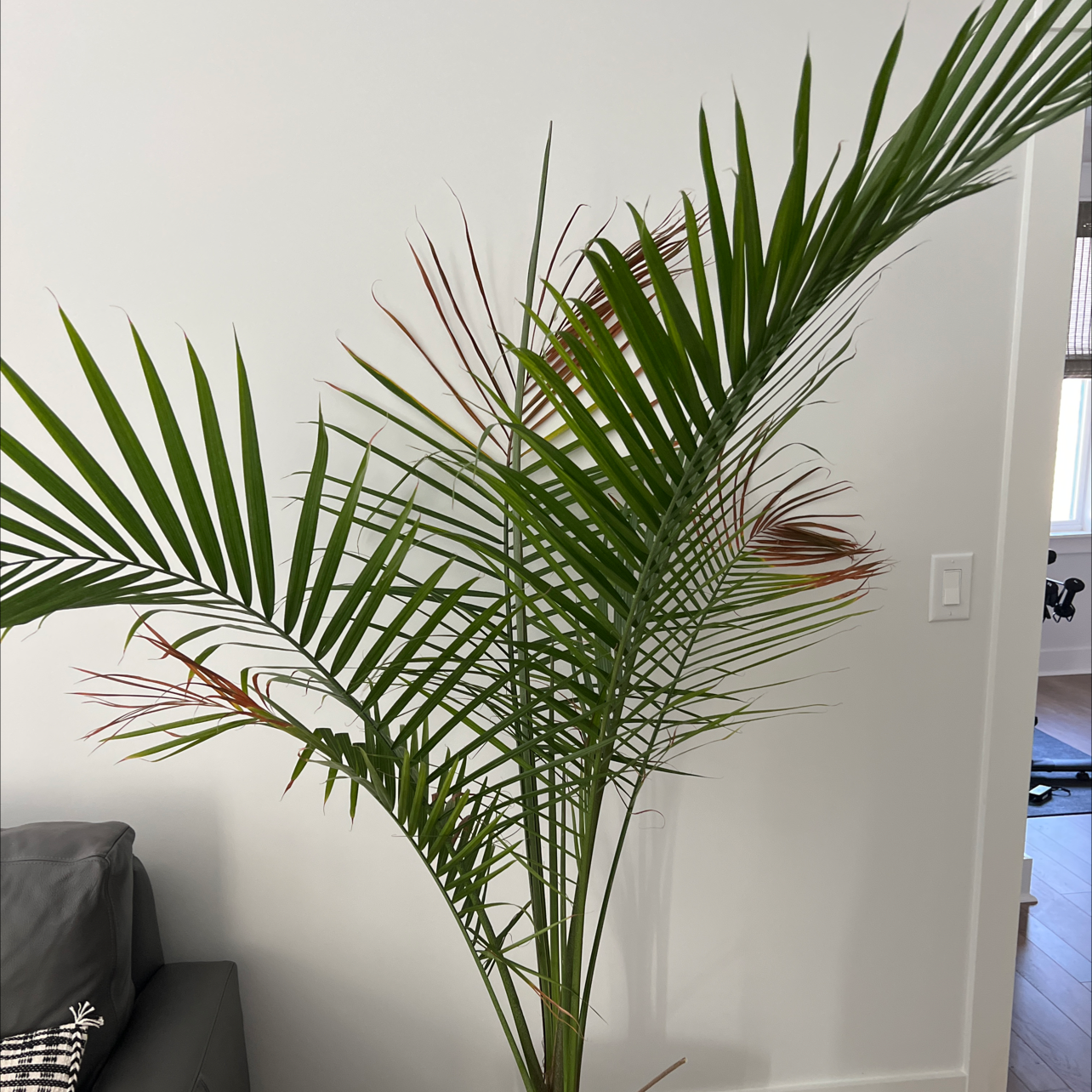 Canary Island Date Palm with some browning and yellowing fronds indoors.