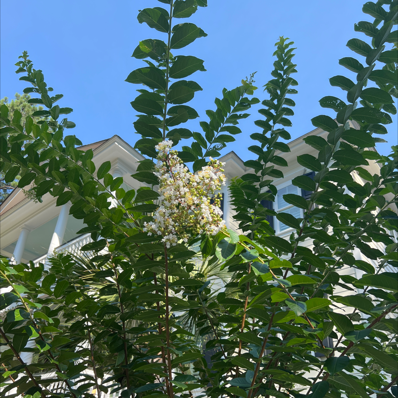 A healthy, thriving cape myrtle plant with dense green foliage and white flowers blooming, growing outdoors.