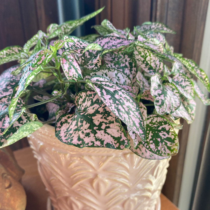 Polka Dot Plant plant photo by @samanthawoj named Pink Girl on Greg, the plant care app.