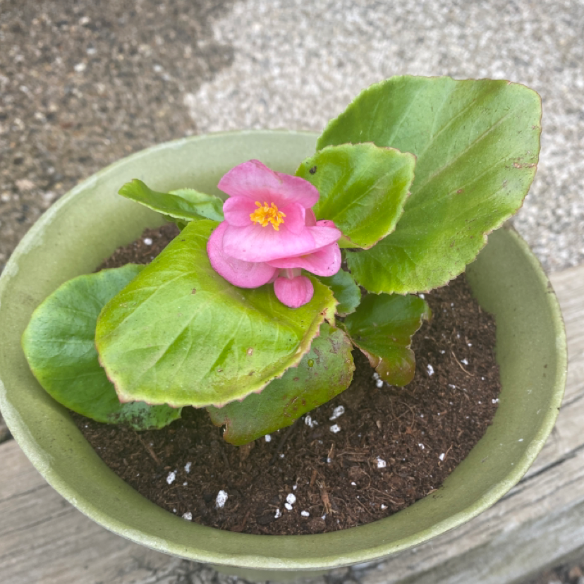 Potted Clubed Begonia with green leaves and a pink flower.