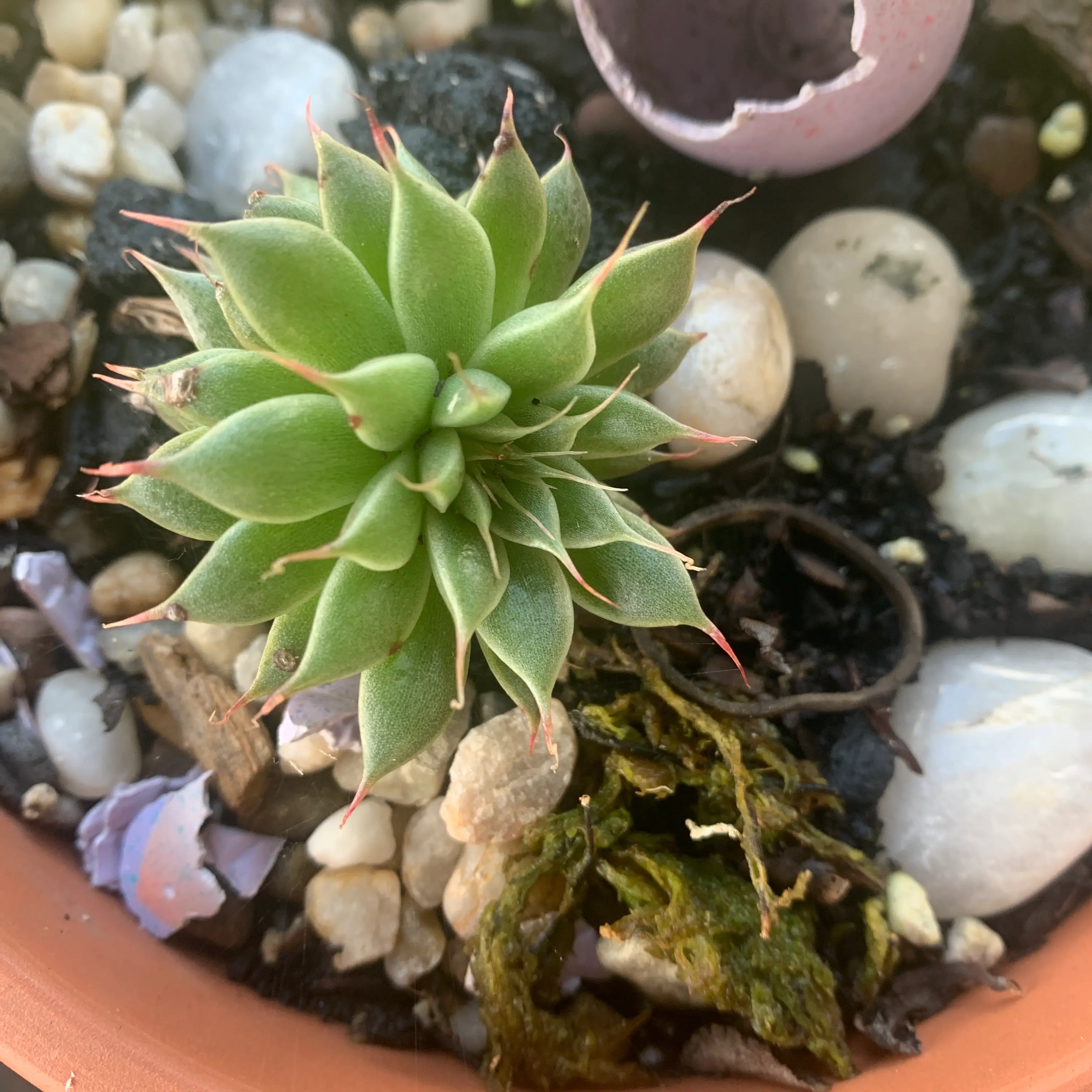 Photo of the plant species Red tipped Houseleek by @Suc249mimi named Sir Plancelot on Greg, the plant care app