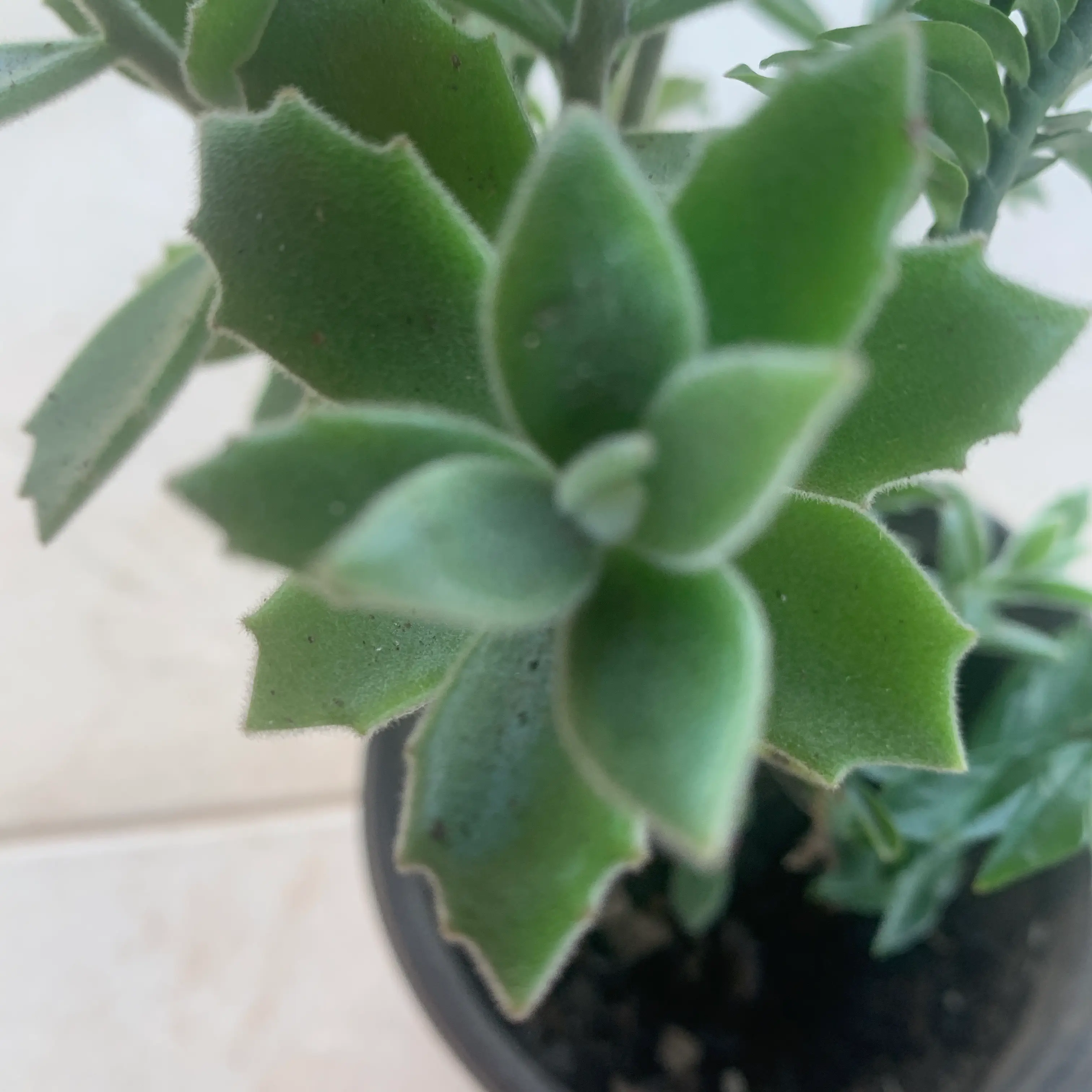 Photo of the plant species Rose Echeveria by @Suc249mimi named Muhammad Ali on Greg, the plant care app
