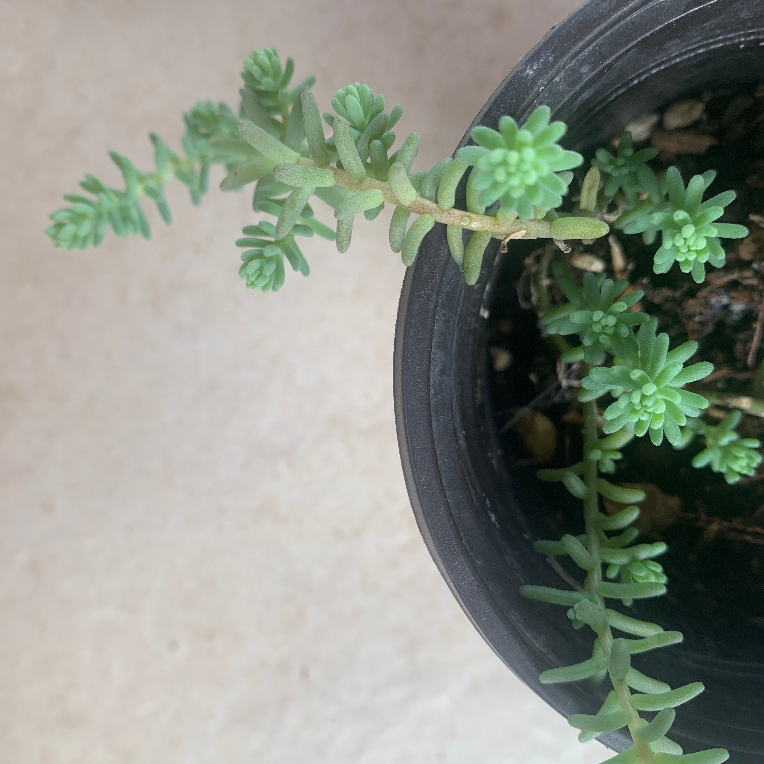 Tasteless Stonecrop plant in a black pot with visible soil and green fleshy leaves.
