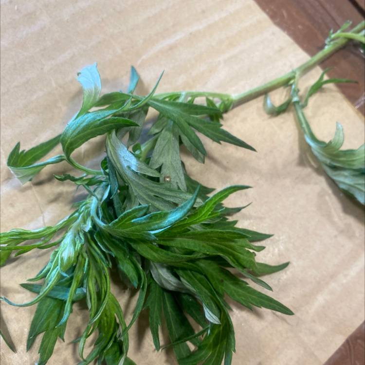 Sprig of green Mugwort leaves on a cardboard surface.