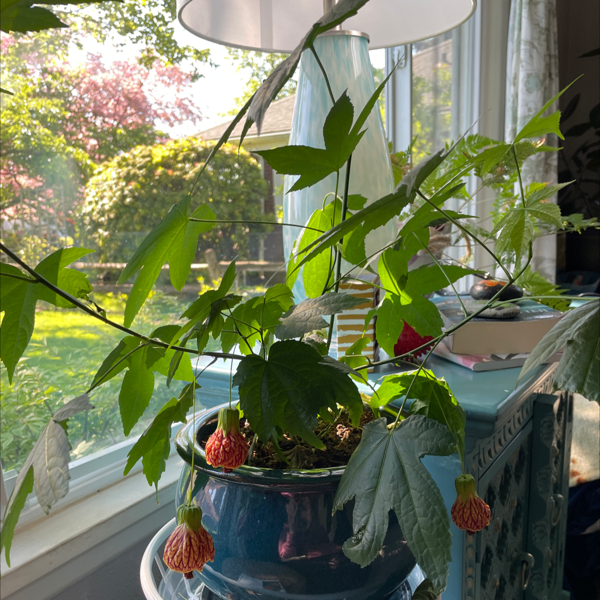 Abutilon Pictum plant with green leaves and orange flowers in a pot near a window.