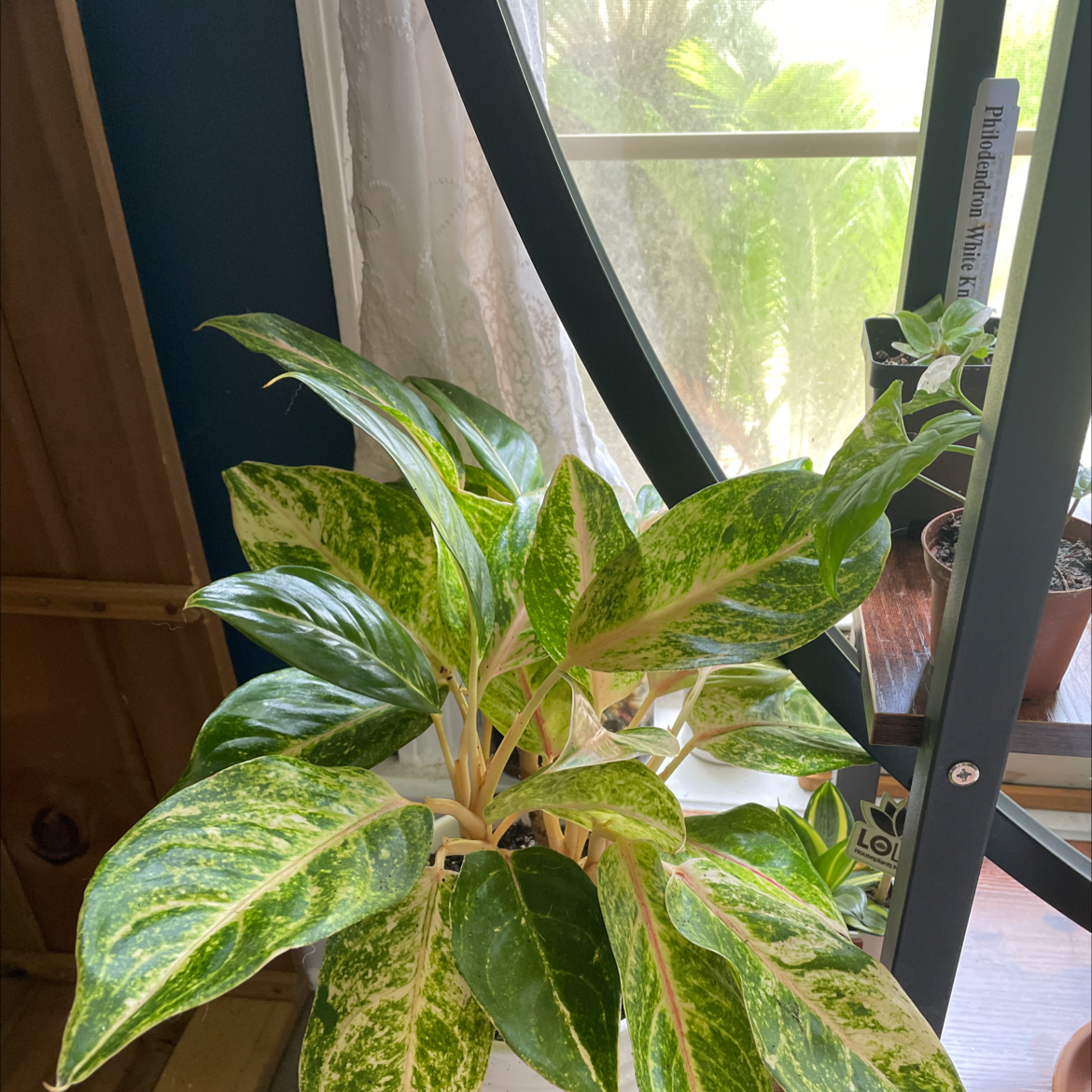 Aglaonema 'Sparkling Sarah' plant with vibrant variegated leaves indoors near a window.