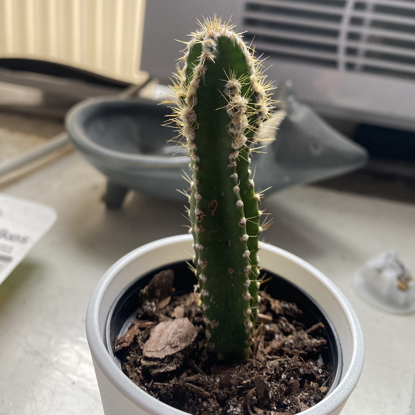 Fairy Castle Cactus in a small pot with visible soil, appears healthy.