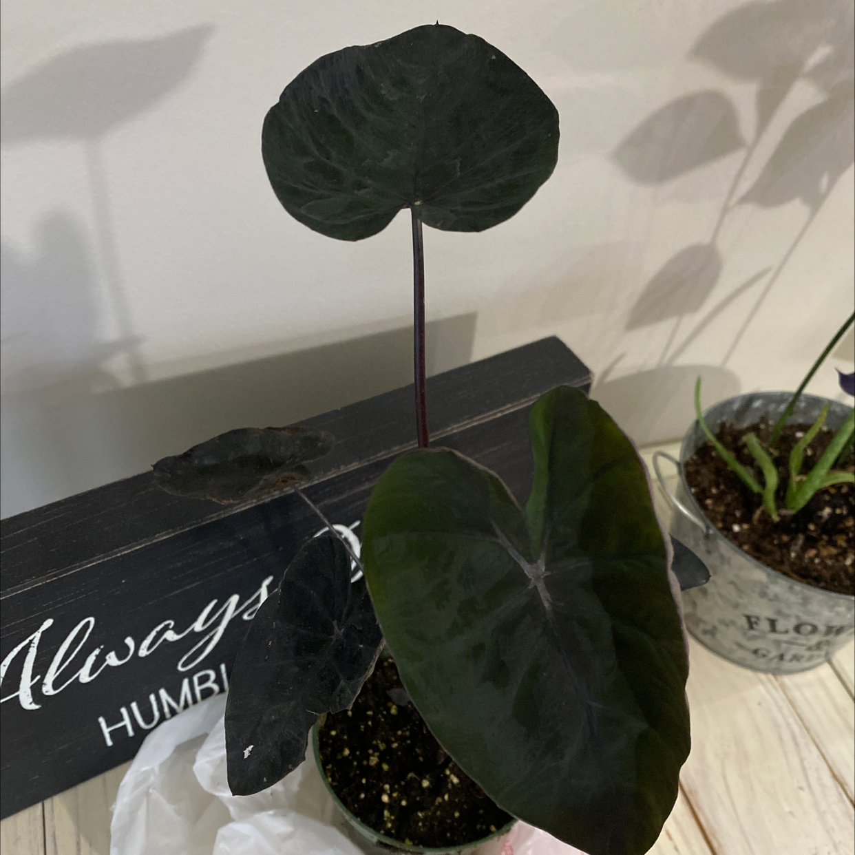 Photo of the plant species Colocasia 'Black Ripple' by @linzzbinzz named helga on Greg, the plant care app