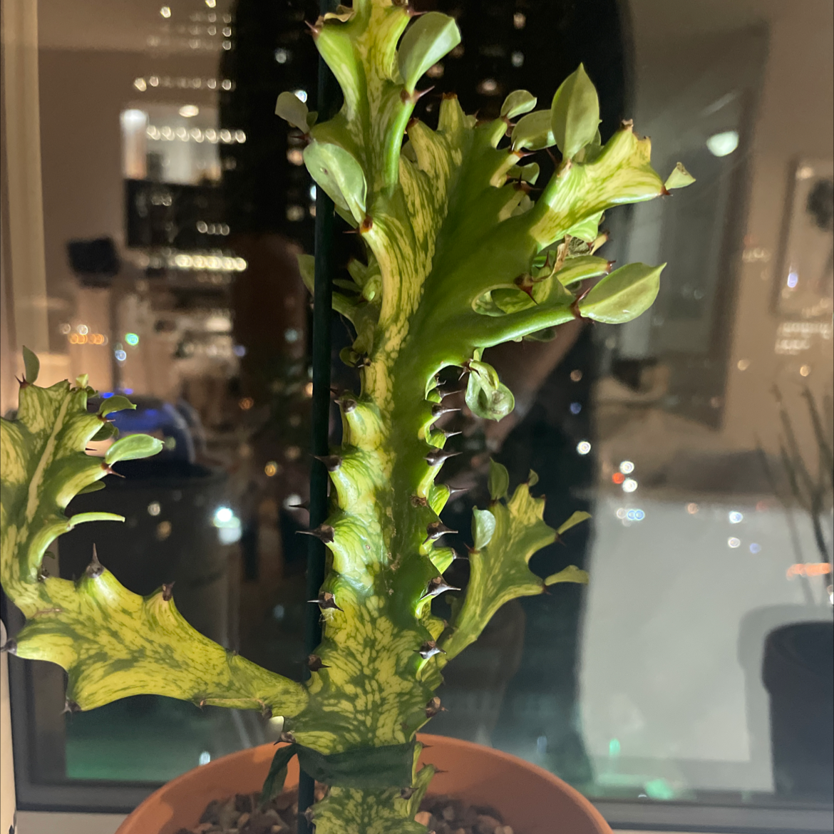 Photo of the plant species Variegated Euphorbia mayurnathanii by Alice named Your plant on Greg, the plant care app