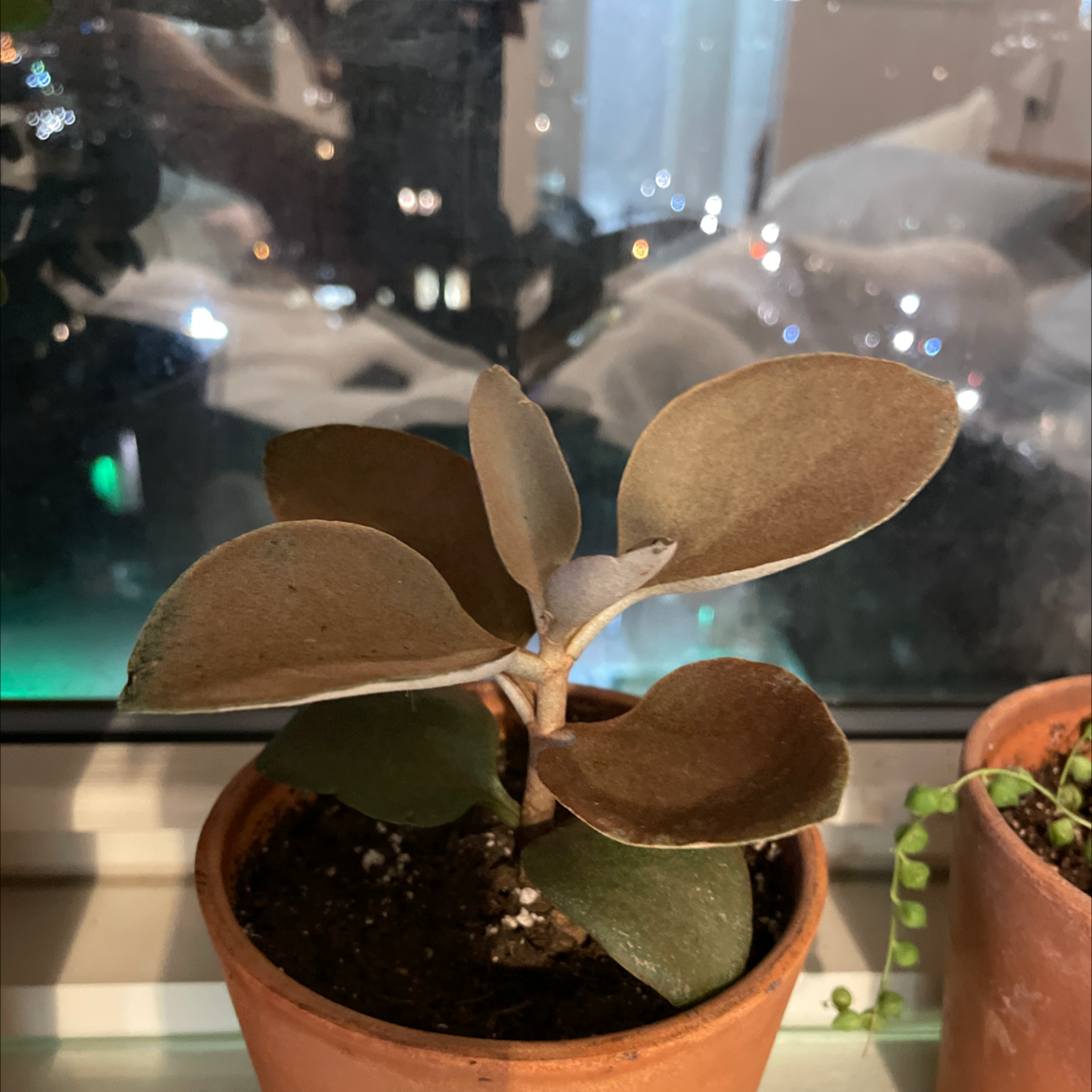 Copper Spoons plant in a pot on a windowsill with visible soil.
