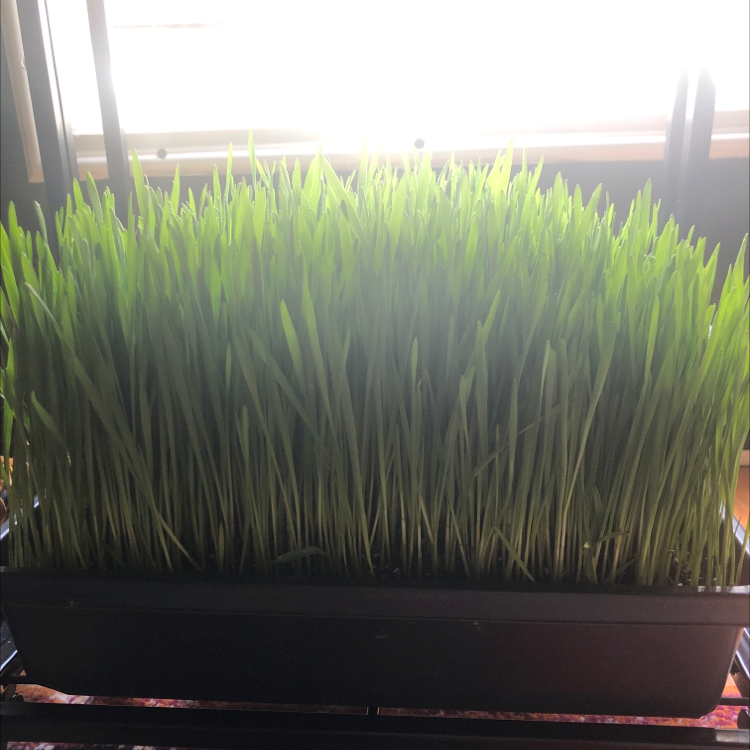 Plant care for Bulrush on Greg, the plant care app