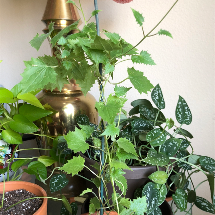Healthy Wine Grape plant with green leaves, other plants in the background.
