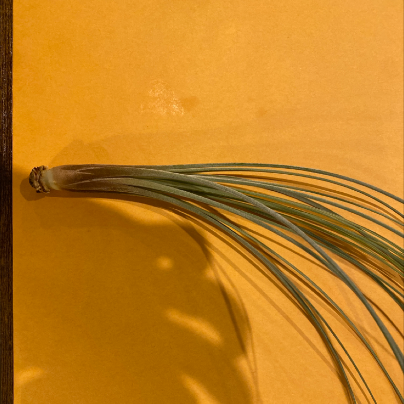 Tillandsia Juncea plant against a plain background, appears healthy.