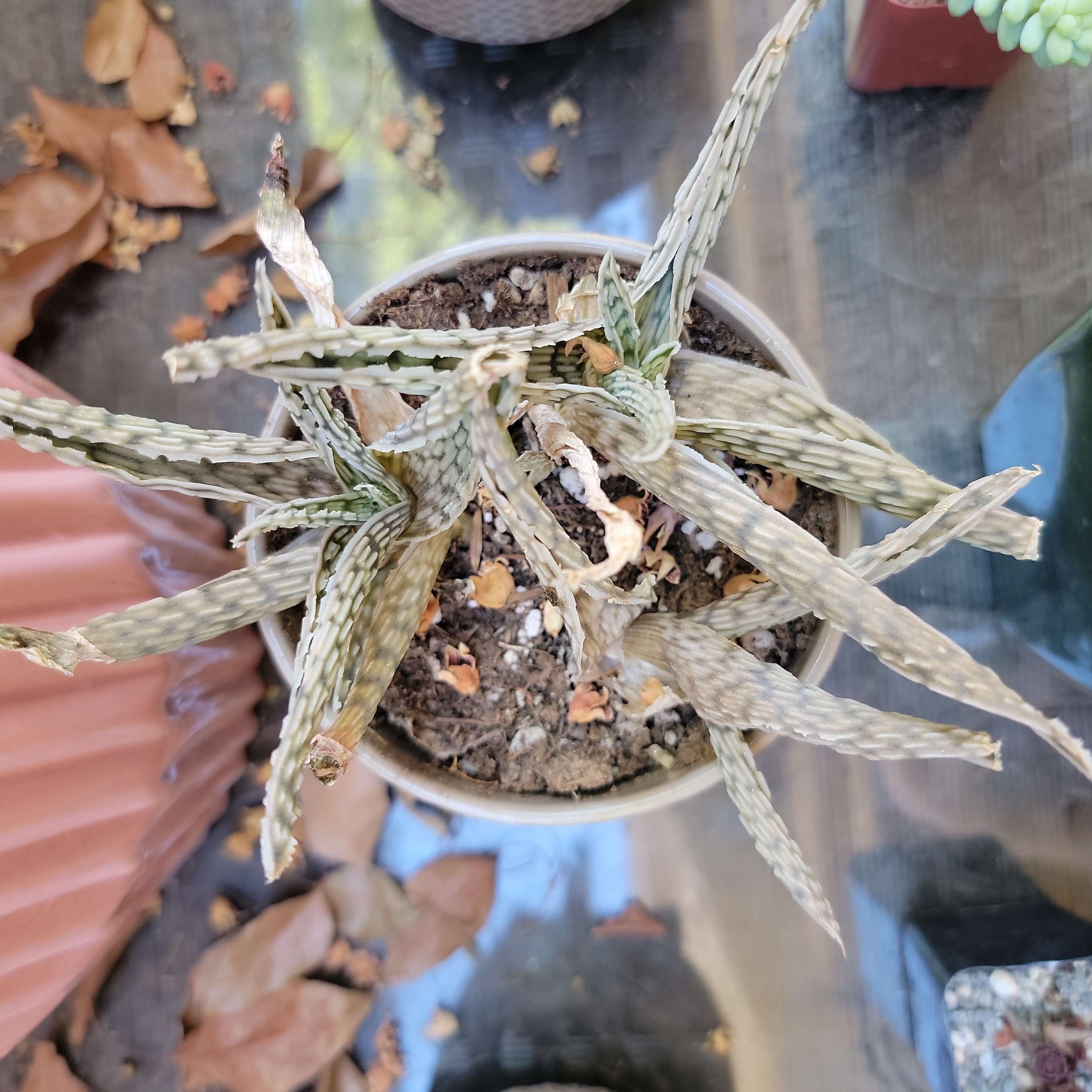 Snowflake Aloe plant in a pot with significant leaf browning and visible soil.