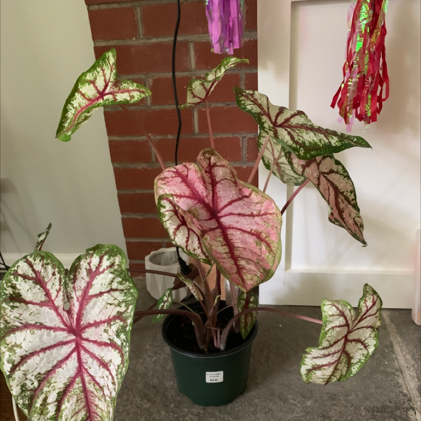 Heart of Jesus plant with vibrant pink and green variegated leaves in a green pot, appearing healthy and thriving.