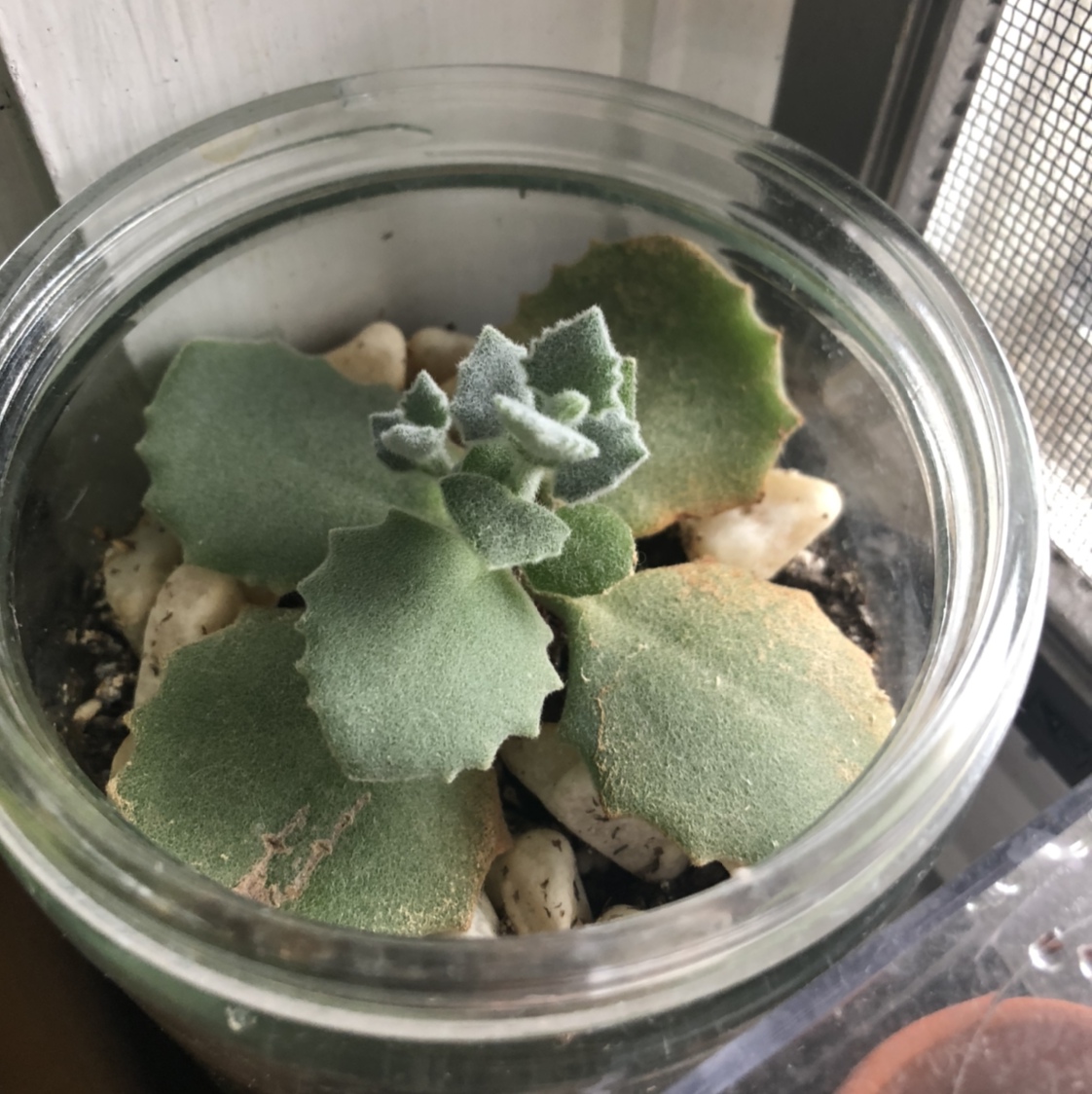 Felt Bush plant in a glass container with some browning on the leaf edges.