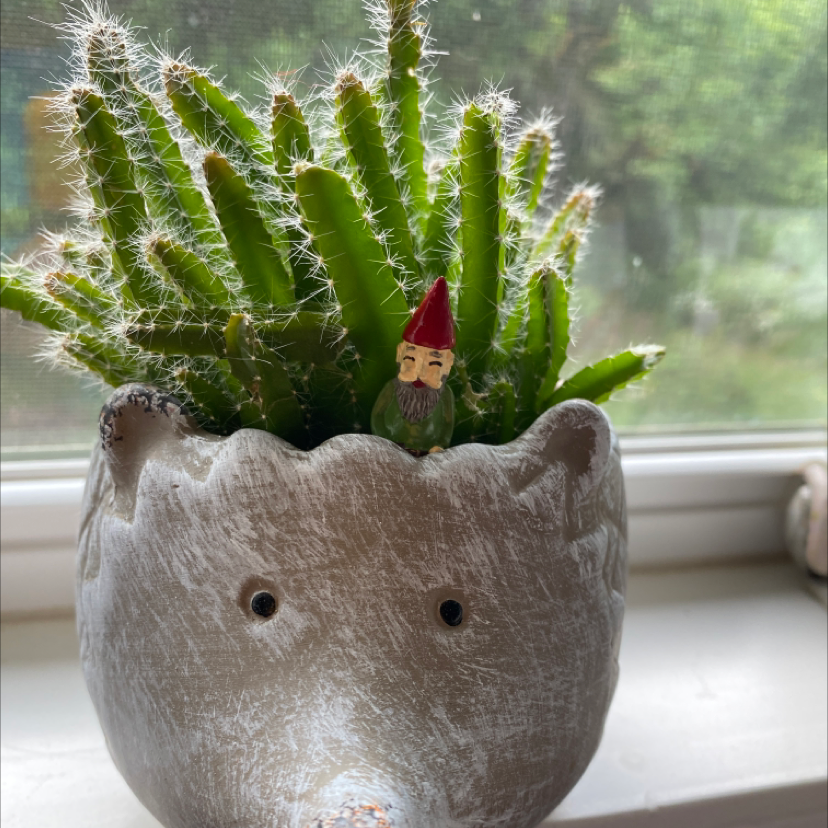 Lady-Finger Hedgehog Cactus in a hedgehog-shaped pot with a small gnome figurine.