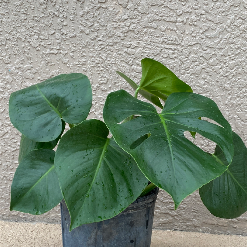 Monstera plant photo by @allisun.ny named Morgan on Greg, the plant care app.